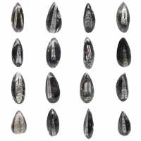 Fossil Orthoceras from Morocco