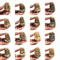 Fossil trilobite