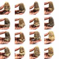 Fossil trilobite