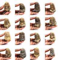 Fossil trilobite Fossil trilobite