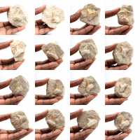 Fossil tooth of Otodus