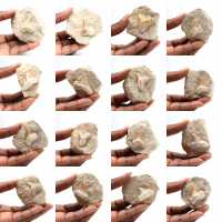 Fossil tooth of Otodus Fossil tooth of Otodus