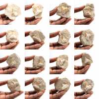 Fossil tooth of Otodus