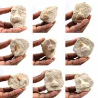 Fossil tooth of Otodus from Morocco