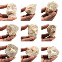 Fossil tooth of Otodus from Morocco