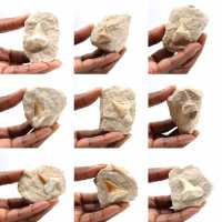 Fossil tooth of Otodus from Morocco
