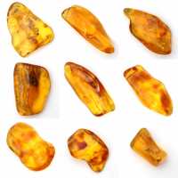 Yellow amber pebble from Lithuania for fossil collection Yellow amber pebble from Lithuania for fossil collection