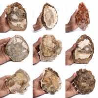 Polished petrified wood slice, small fossil ornament, Madagascar