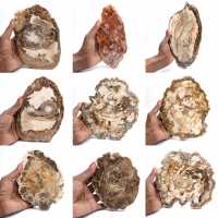 Polished petrified wood slice, small fossil ornament, Madagascar Polished petrified wood slice, small fossil ornament, Madagascar