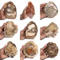 Polished petrified wood slice, small fossil ornament, Madagascar Polished petrified wood slice, small fossil ornament, Madagascar