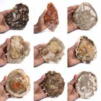 Polished petrified wood slice, small fossil ornament, Madagascar Polished petrified wood slice, small fossil ornament, Madagascar