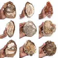 Polished petrified wood slice, small fossil ornament, Madagascar Polished petrified wood slice, small fossil ornament, Madagascar