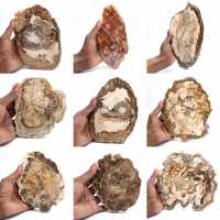 Polished petrified wood slice, small fossil ornament, Madagascar Polished petrified wood slice, small fossil ornament, Madagascar