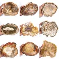 Large Slice of Petrified Wood - Majunga Collection