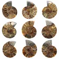 Polished Sawn Ammonite Fossil – Natural Brilliance from Madagascar