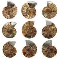 Polished Sawn Ammonite Fossil – Natural Brilliance from Madagascar
