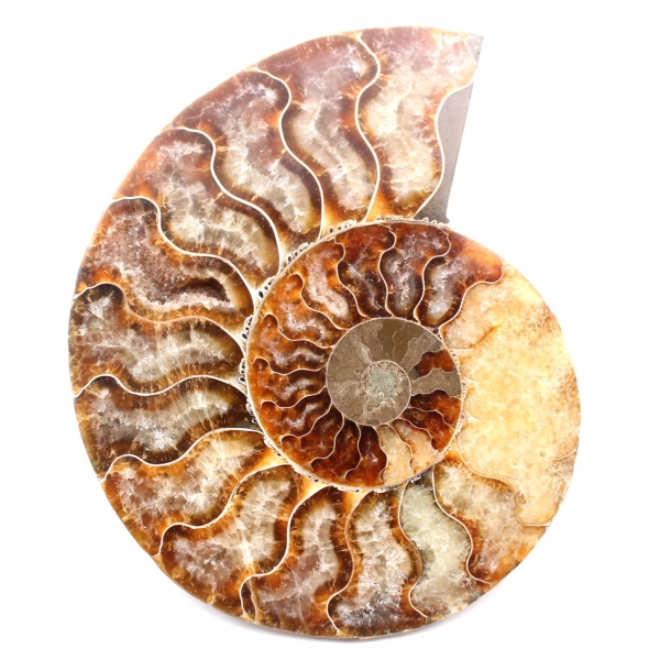 Ammonite fossil double cut and polished