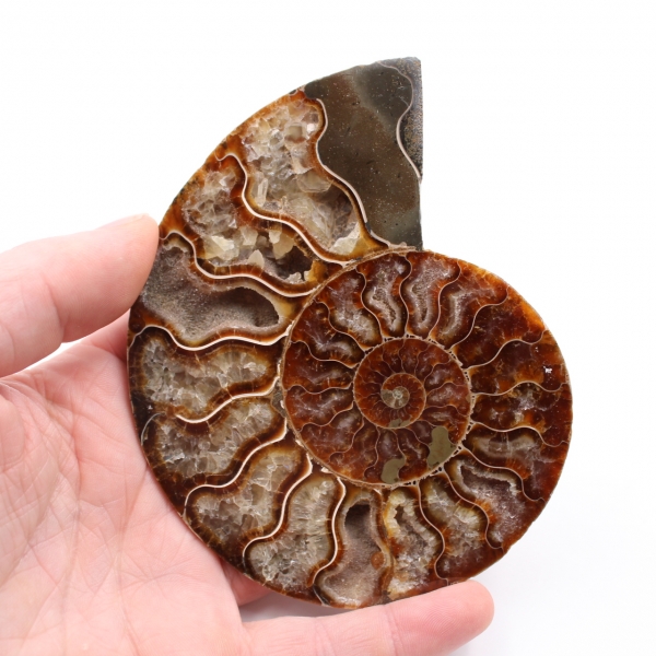 Ammonite fossil cut and polished