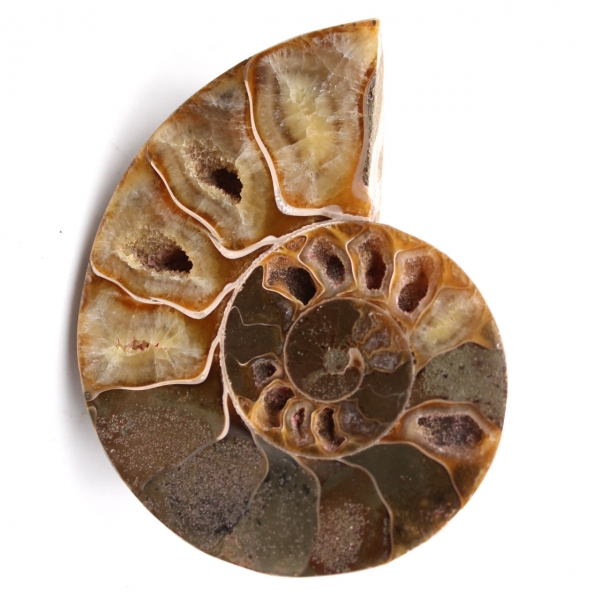 Ammonite fossil cut and polished