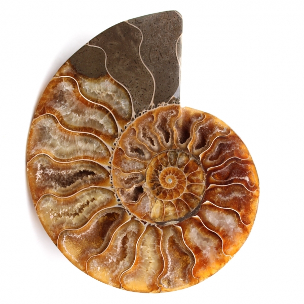 Ammonite fossil double cut and polished