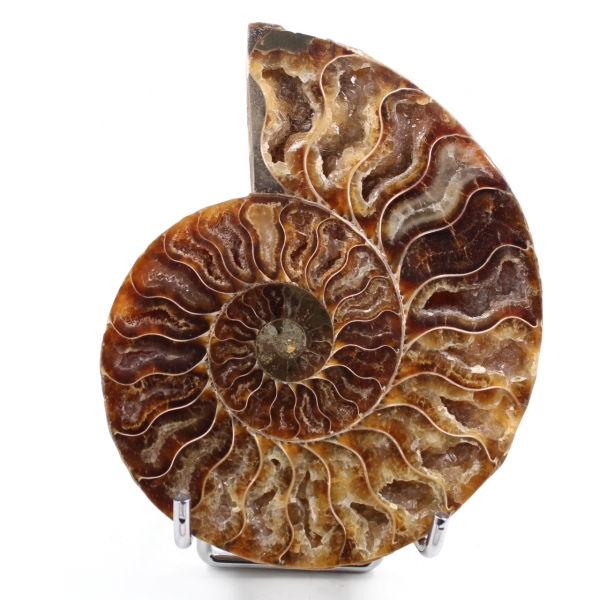 Ammonite sawn and polished one piece