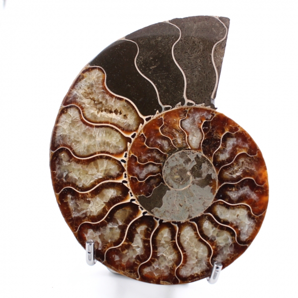 Ammonite sawn and polished one piece