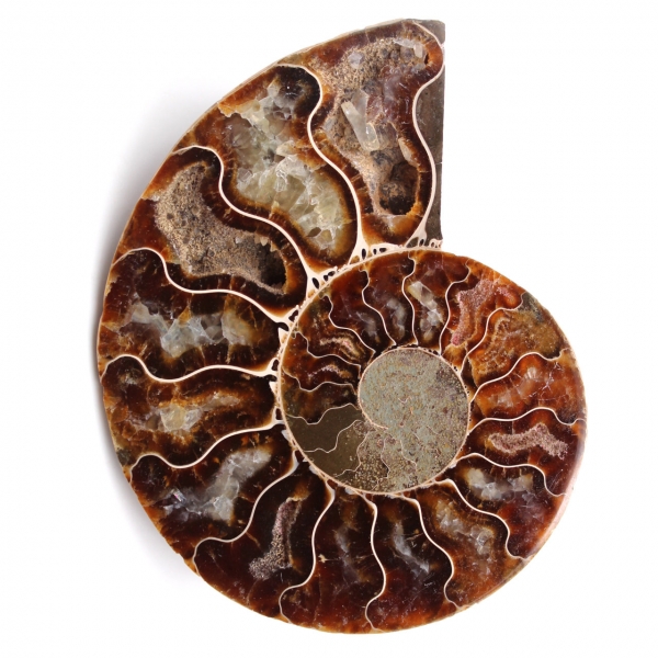 Polished and sawn ammonite fossil