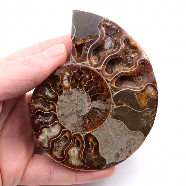 Polished and sawn ammonite fossil