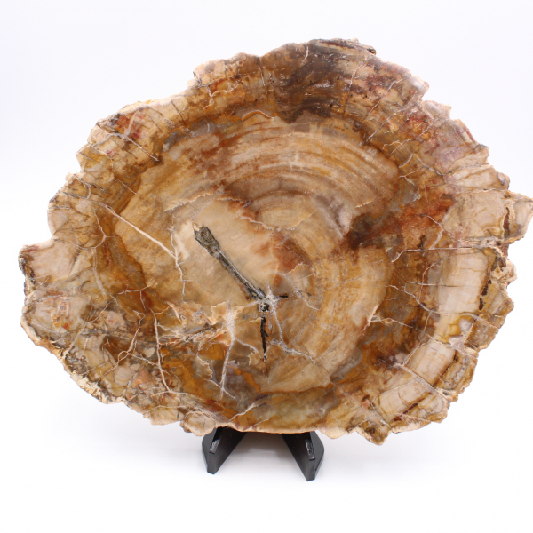 Slice of fossil wood