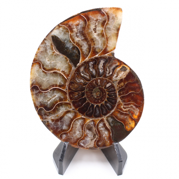 Polished Ammonite Fossil