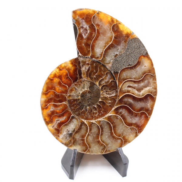 Polished Ammonite Fossil