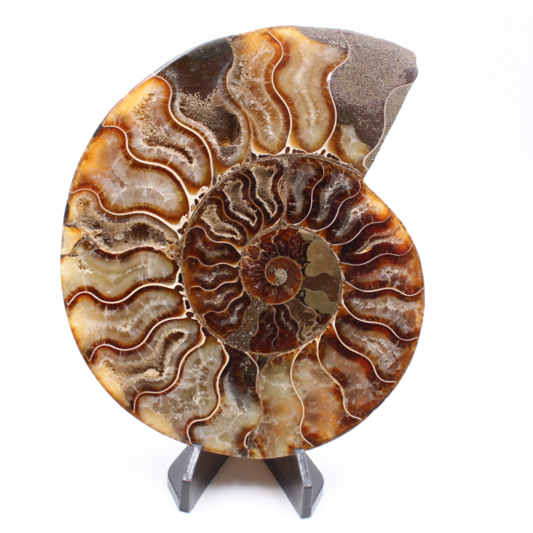 Ammonite cut one piece