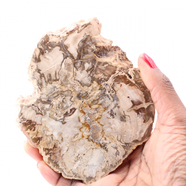 O1322 4 Pieces 16mm ***Excellent Quality~Petrified Fossil PALM WOOD Large Round Beads