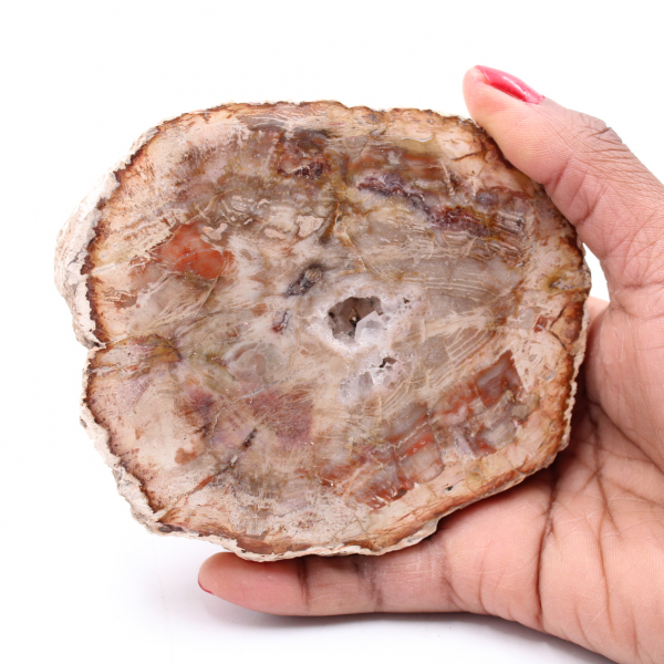Petrified fossil wood slice