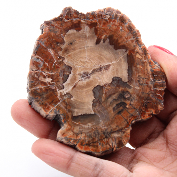 Petrified fossil wood slice