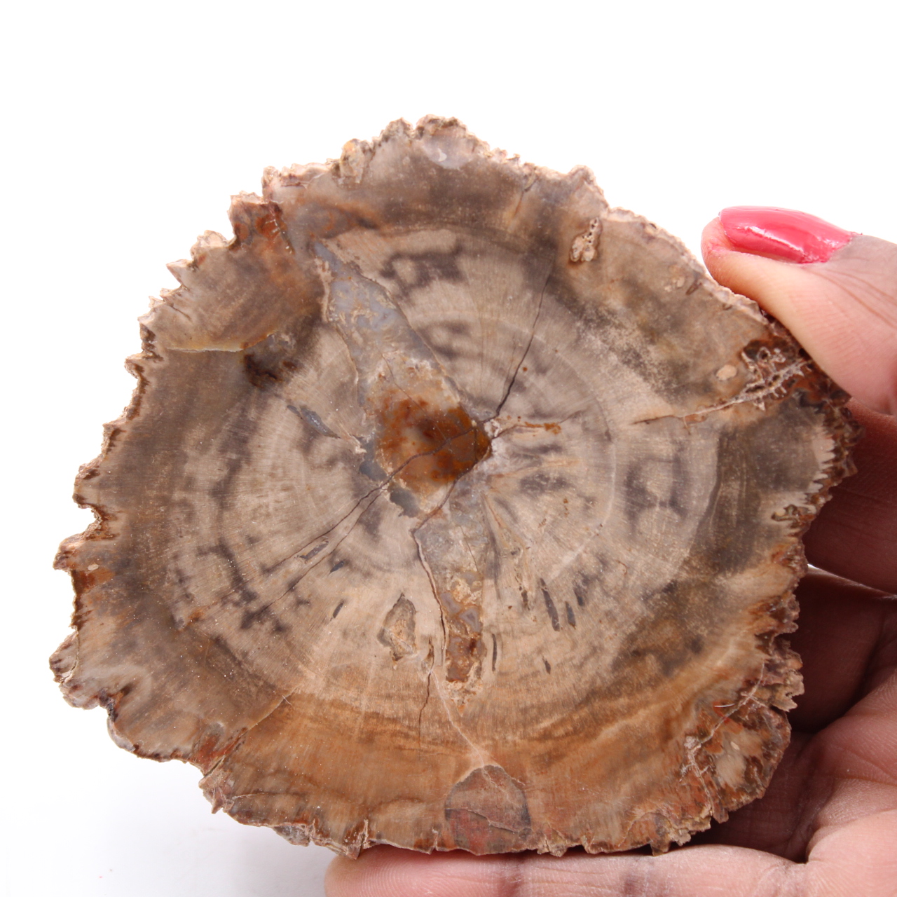 O1322 4 Pieces 16mm ***Excellent Quality~Petrified Fossil PALM WOOD Large Round Beads