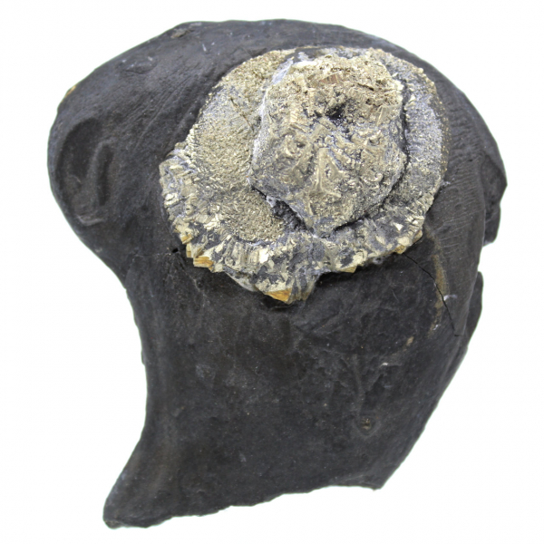 Pyrite flower on ganges
