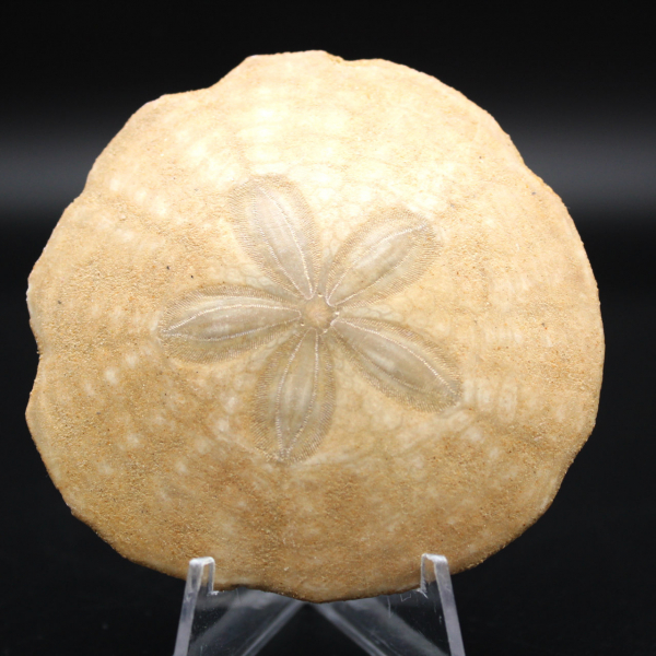 Scutella, fossil sea urchin