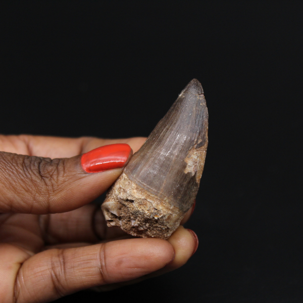 Mosasaur fossil tooth from Morocco