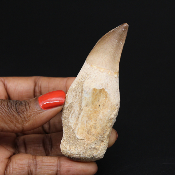Mosasaur fossil tooth from Morocco