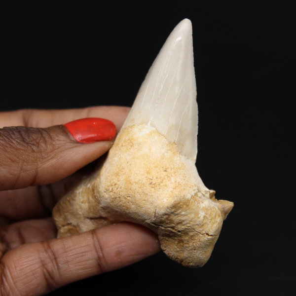 Shark fossil tooth specimen