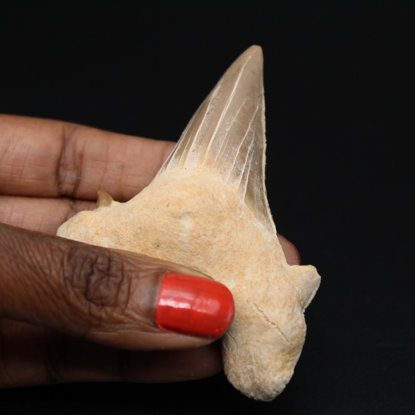 Fossil Otodus obliquus tooth