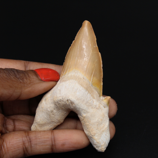 Fossil tooth of shark Otodus obliquus