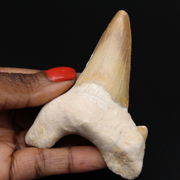 Shark tooth fossil Otodus obliquus
