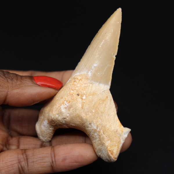 Shark tooth fossil Otodus obliquus