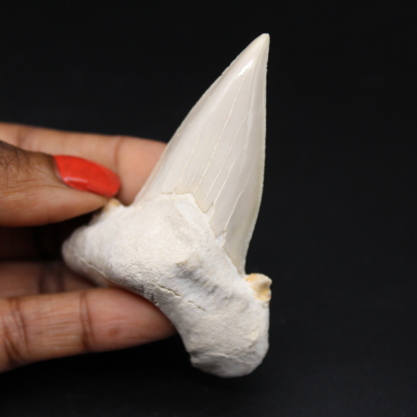 Shark fossil tooth specimen