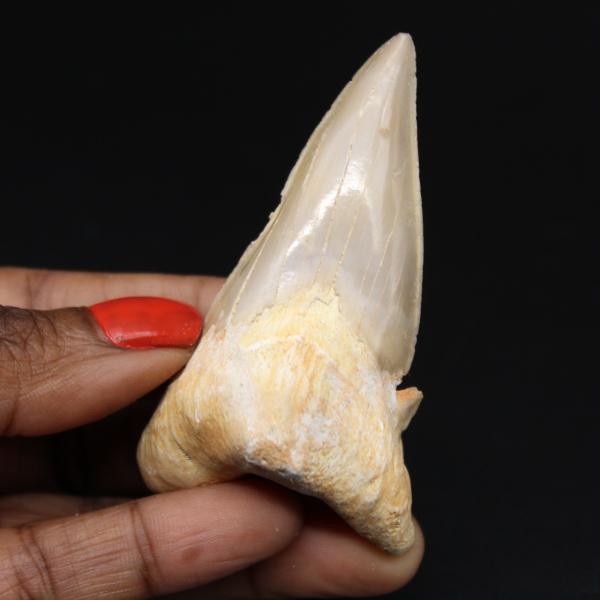 Fossilized shark tooth from Morocco