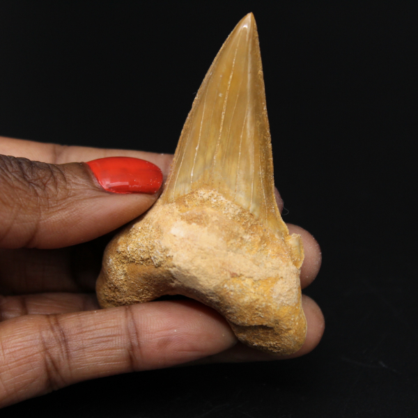 Fossilized tooth of Otodus obliquus shark