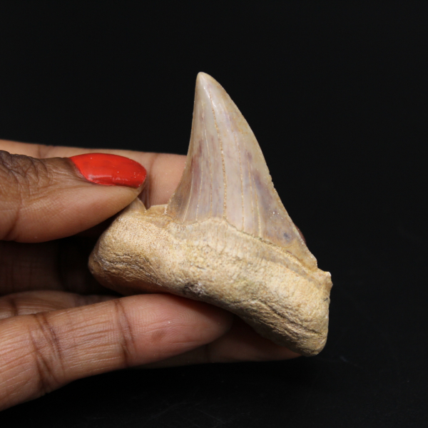 Fossil tooth from Morocco, shark