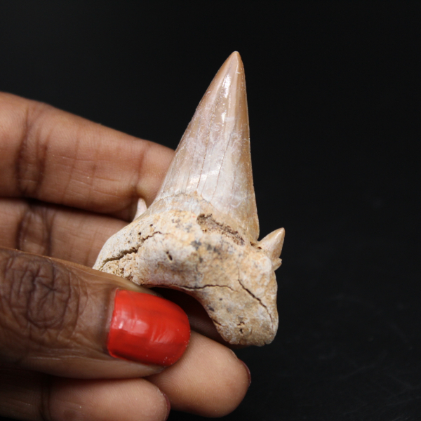 Shark tooth fossil specimen